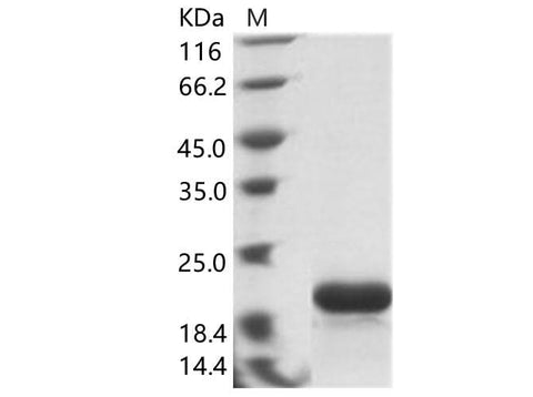 > 95 % as determined by reducing SDS-PAGE.