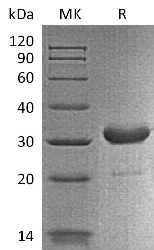 Recombinant Mouse IgG2b-Fc Protein - ABMIUM