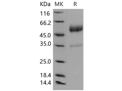 > 90 % as determined by reducing SDS-PAGE.