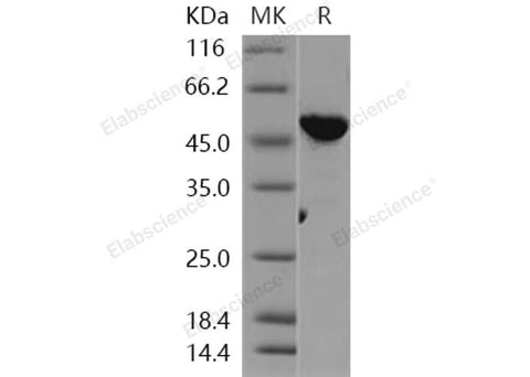 > 95 % as determined by reducing SDS-PAGE.