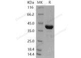 > 90 % as determined by reducing SDS-PAGE.