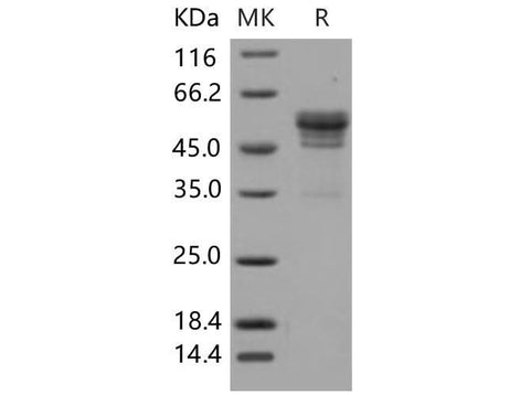 > 90 % as determined by reducing SDS-PAGE.