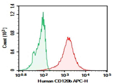 Anti-Human CD120b Antibody [H370-4B4] - ABMIUM