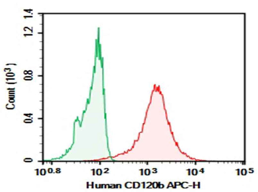 Anti-Human CD120b Antibody [H370-4B4] - ABMIUM