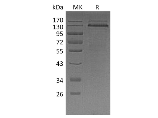 > 85 % as determined by reducing SDS-PAGE.