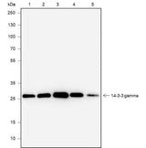 Anti-Human/Rat/Mouse 14-3-3 gamma Antibody [A667]