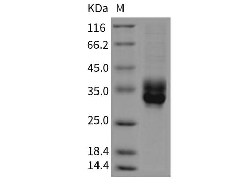 > 85 % as determined by reducing SDS-PAGE.
