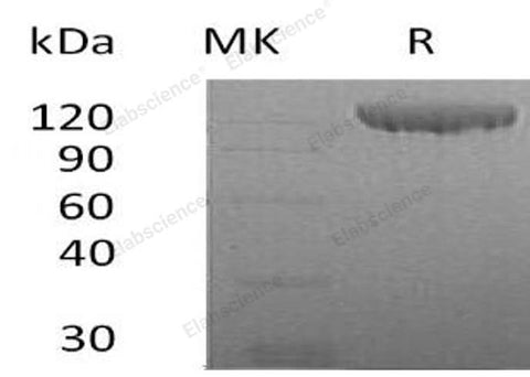 Recombinant Human Contactin 2/CNTN2 Protein (His Tag) - ABMIUM