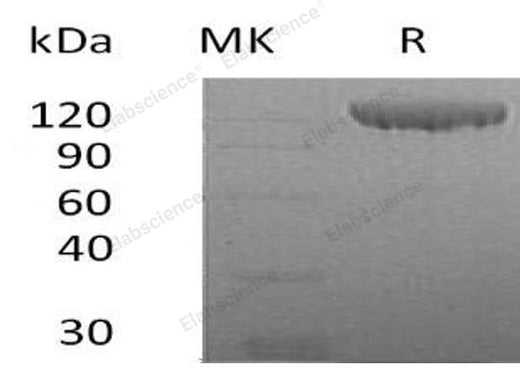Recombinant Human Contactin 2/CNTN2 Protein (His Tag) - ABMIUM