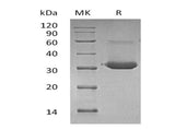 > 85 % as determined by reducing SDS-PAGE.