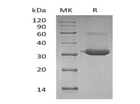 > 85 % as determined by reducing SDS-PAGE.