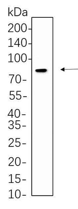 Anti-Human/Mouse/Rat/Bovine DRP1 Antibody [B1084]