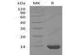 > 98 % as determined by reducing SDS-PAGE.