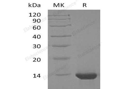 > 98 % as determined by reducing SDS-PAGE.