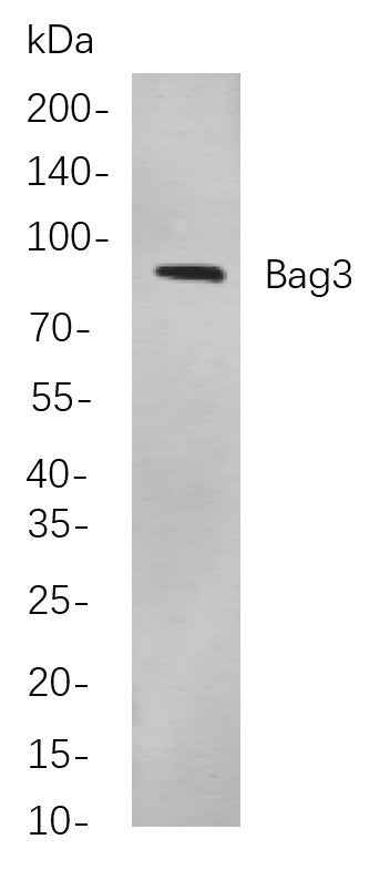 Anti-Human/Mouse/Rat Bag3 Antibody [B873] - ABMIUM