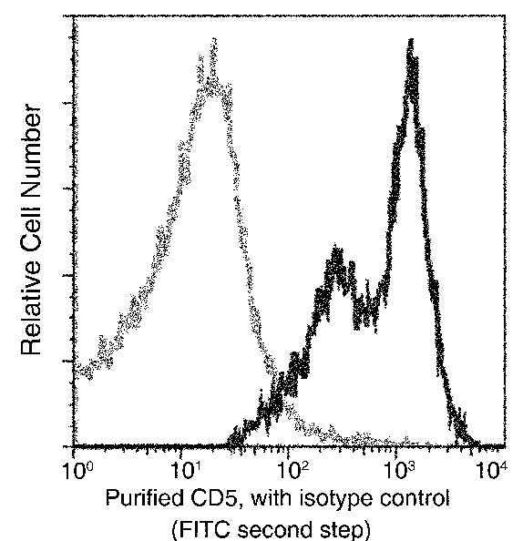 Anti-Rat CD5 Antibody [A1108] - ABMIUM