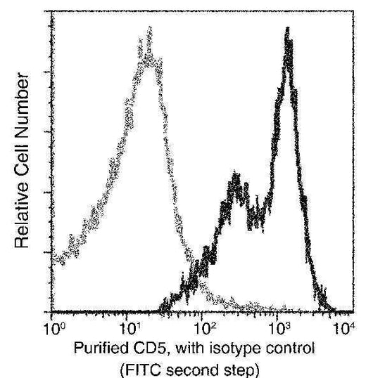 Anti-Rat CD5 Antibody [A1108] - ABMIUM