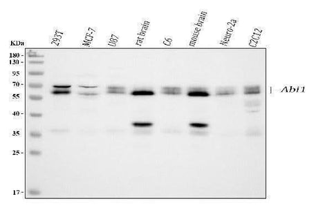 Anti-SSH3BP1/ABI1 Antibody Picoband® Boster Bio