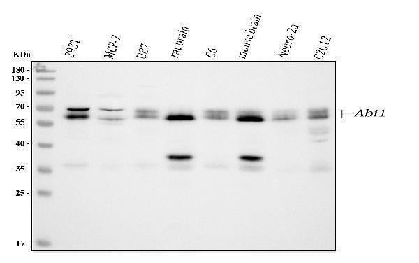 Anti-SSH3BP1/ABI1 Antibody Picoband® Boster Bio