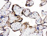 Anti-Annexin A1/ANXA1 Antibody Picoband® Boster Bio