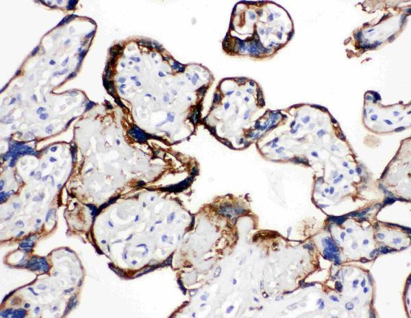 Anti-Annexin A1/ANXA1 Antibody Picoband® Boster Bio