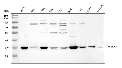 Anti-Annexin IV/ANXA4 Antibody Picoband® Boster Bio