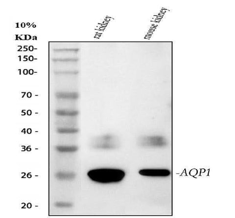 Anti-Aquaporin 1/AQP1 Antibody Picoband® Boster Bio