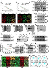 Anti-Apoptosis regulator BAX Bax Antibody Picoband® Boster Bio