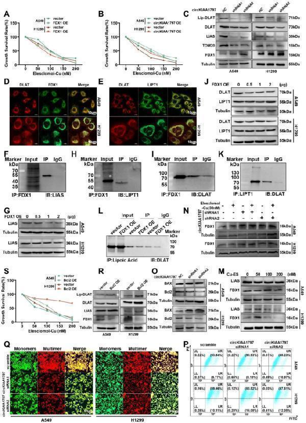 Anti-Apoptosis regulator BAX Bax Antibody Picoband® Boster Bio