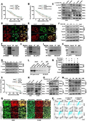 Anti-Apoptosis regulator BAX Bax Antibody Picoband® Boster Bio