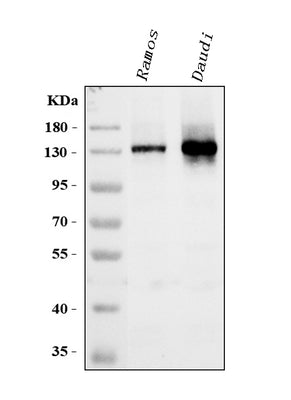 Anti-B-cell receptor CD22 CD22 Antibody Picoband® Boster Bio