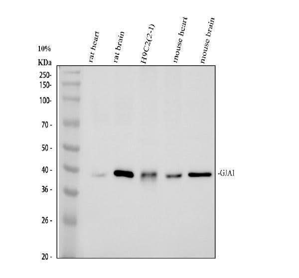 Anti-Connexin 43/GJA1 Antibody Picoband® Boster Bio