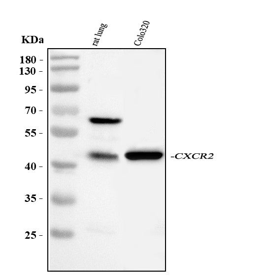 Anti-CXCR2 Antibody Picoband® Boster Bio