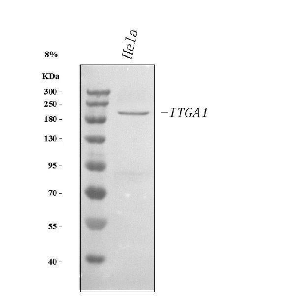 Anti-Integrin alpha 1/ITGA1 Antibody Picoband® Boster Bio