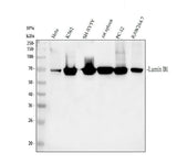 Anti-Lamin B1/LMNB1 Antibody Picoband® Boster Bio