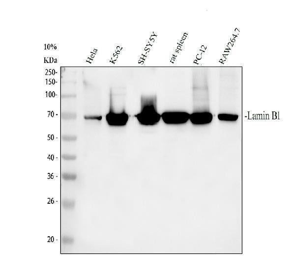 Anti-Lamin B1/LMNB1 Antibody Picoband® Boster Bio