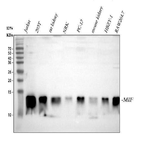 Anti-MIF Antibody Picoband® Boster Bio