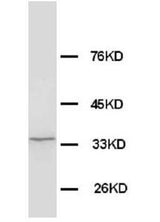 Anti-Morg1/WDR83 Antibody Picoband® Boster Bio