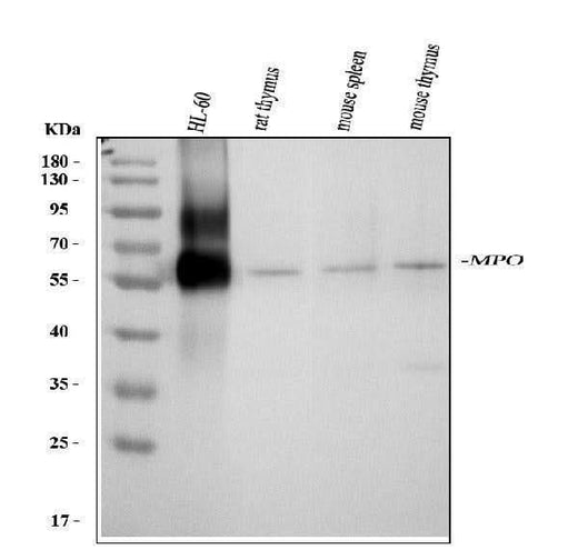 Anti-Myeloperoxidase/MPO Antibody Picoband® Boster Bio