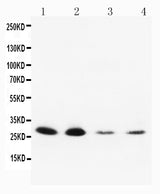 Anti-Neurotrophin 3/NTF3 Antibody Picoband® Boster Bio