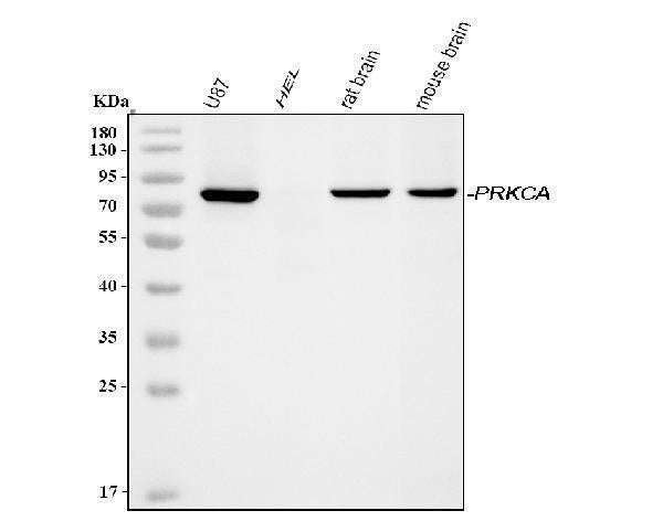 Anti-PKC alpha/PRKCA Antibody Picoband® Boster Bio