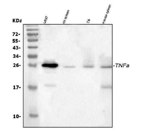 Anti-TNF alpha Antibody Picoband® Boster Bio