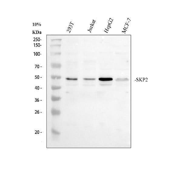 Anti-SKP2 Antibody Picoband® Boster Bio
