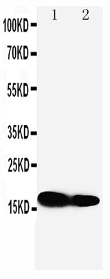 Anti-IFITM1 Antibody Picoband® Boster Bio