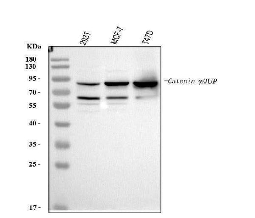 Anti-gamma Catenin/JUP Antibody Picoband® Boster Bio