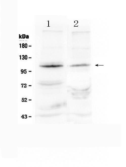 Anti-HIF-2-alpha/EPAS1 Antibody Picoband® Boster Bio