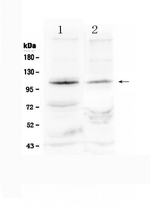 Anti-HIF-2-alpha/EPAS1 Antibody Picoband® Boster Bio