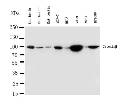 Anti-beta Catenin/CTNNB1 Antibody Picoband® Boster Bio