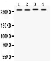 Anti-Notch1 Antibody Picoband® Boster Bio