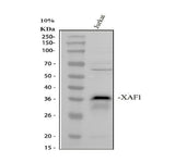 Anti-XIAP-associated factor 1 XAF1 Antibody Picoband® Boster Bio